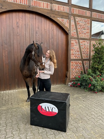 Reiten