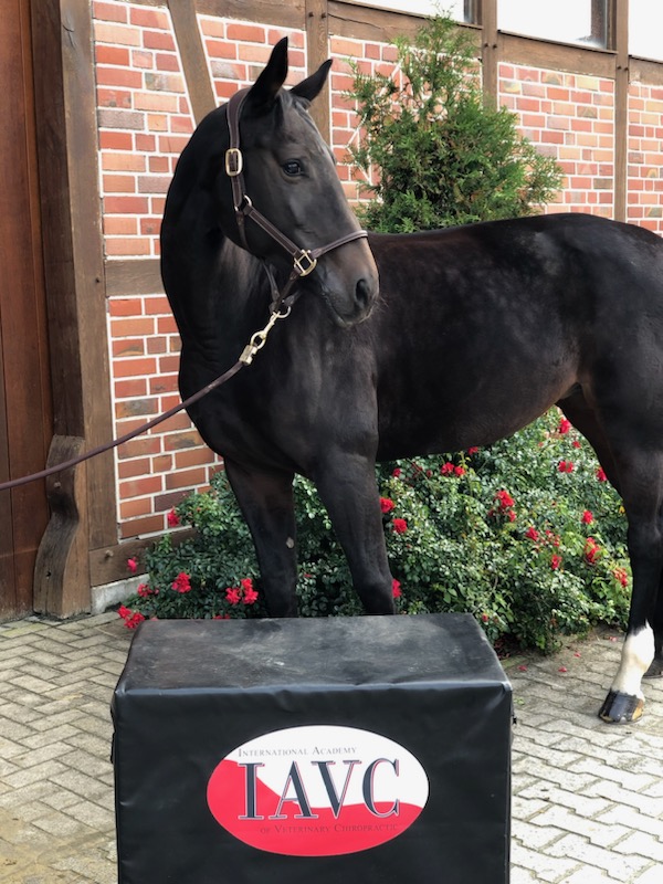 Reiten